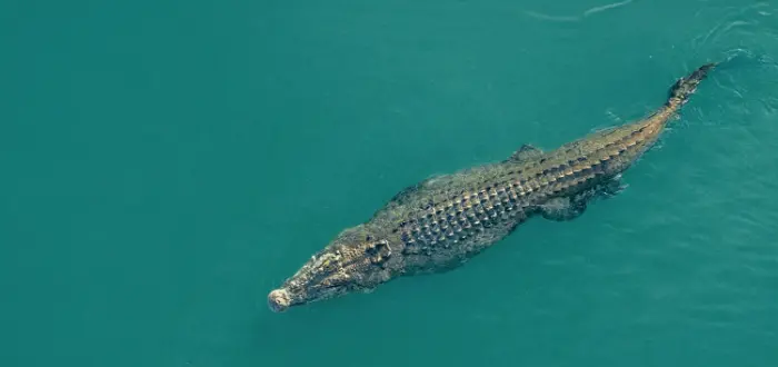Buaya air asin berenang, dengan teks pada gambar "AUSTRALIA UTARA MEMILIKI KEPADATAN POPULASI BUAYA MUARA TERTINGGI DI DUNIA"