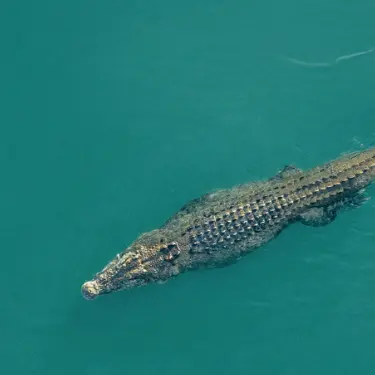 Saltwater crocodile swimming, with text in image Northern Australia has the highest density of saltwater crocodiles in the world
